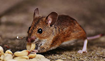 thermal-imaging-pest-detection Experts in Pittman Ctr